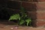 Rogue fern