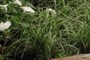 sedge