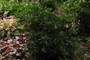 Japanese Pieris