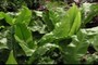 Bird's nest fern