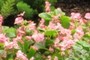 Wax  Begonia