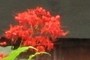 Flaming glory bower
