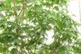 Sugar maple
