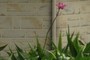 Ground orchid