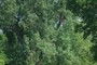 mature cottonwood