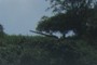 WWII Gun