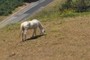 Grazing Horse