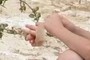 hands