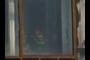 window plants