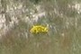 hoary puccoon