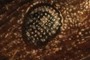 Ant Eye