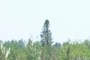 A tall pine