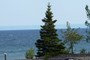 Pine