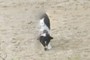 Ghost Dog...