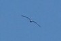 seagull