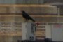 Crow