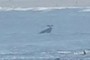 Cormorant