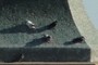 Palomas!