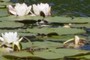 Lilies we expect, but...