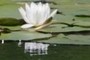 Gaze at its own reflection