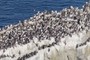 Guillemots