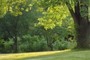 Dusk light on tree