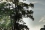 Sky and trees