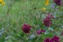 Yellow and fuschia flowers