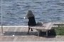 Same lany on the pier