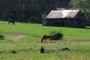 Horses Grazing