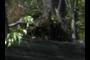 The Bear