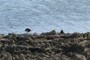 A pair of Oystercatchers