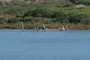 The narrowest part of the Coorong