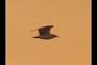 a Bird