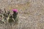 Thar she blooms