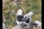 Black-browed Albatross