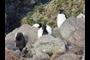 Rockhopper Penguins