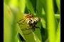 Two bees...