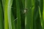 tiny spider