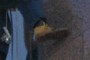 shoes vary 