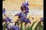 Irises