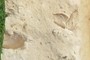 Oyster Fossils