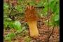 Morels