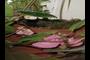 leaves and petals