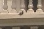 pigeon