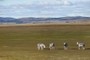 Zebra's on Lake George? Canberra, ACT, Australia