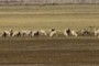 Sheep graze while the lake is empty