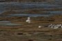 Seagull