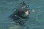 Same diver at Government Plaza