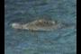 Sea turtle